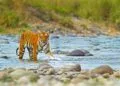 कॉर्बेट नेशनल पार्क(Corbett National Park )